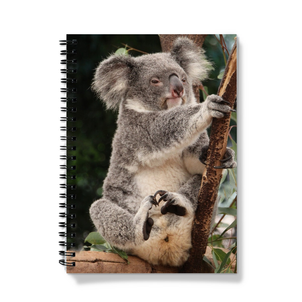 Koala A5 Lined Spiral Bound Notebook (FWS)