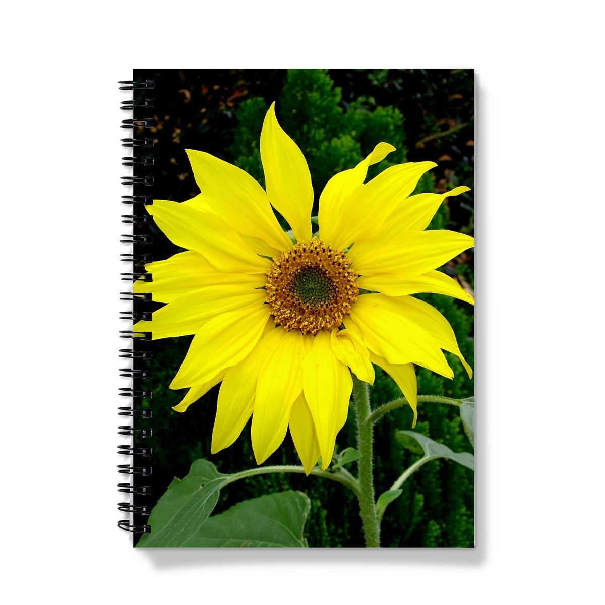 Single Sunflower A5 Lined Spiral Bound Notebook (FWS)