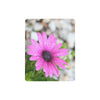 African Daisy Mousepad (Made in Australia) 4
