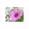 African Daisy Mousepad (Made in Australia)