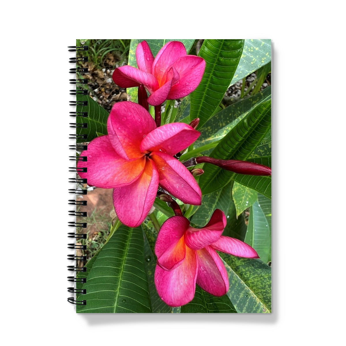 Hot Pink Frangipani A5 Lined Spiral Bound Notebook (FWS)